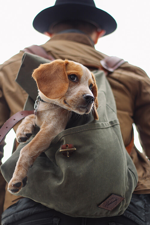 Take your dog with you on an amazing adventure to Gorropu